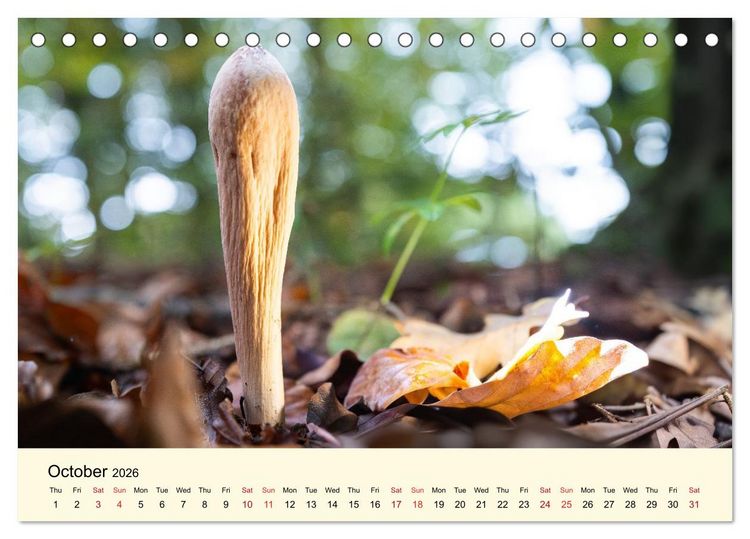 Produktbild: Whispers Beneath the Forest's Moss Mushrooms (Desk Calendar 2026 DIN A5 landscape), CALVENDO 12 Month DeskCalendar