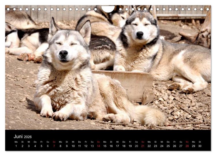 Produktbild: Sibirische Huskys aus Deutschland (Wandkalender 2026 DIN A4 quer), CALVENDO Monatskalender