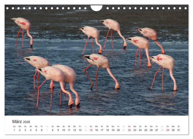 Produktbild: Namibia - Tierische Vielfalt (Wandkalender 2026 DIN A4 quer), CALVENDO Monatskalender