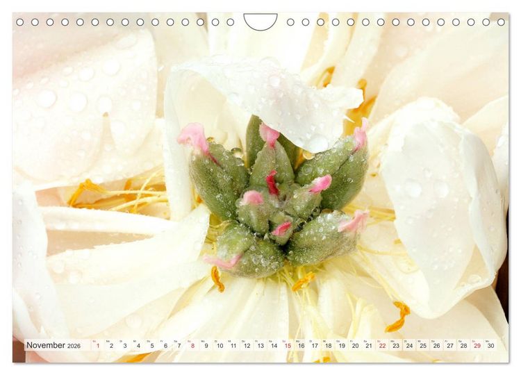 Produktbild: PFINGSTROSEN Rosen ohne Dornen (Wandkalender 2026 DIN A4 quer), CALVENDO Monatskalender