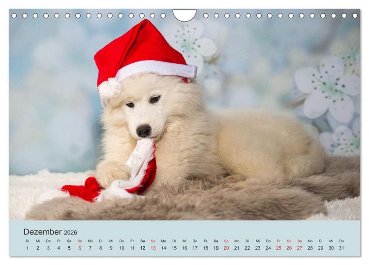 Produktbild: Samojeden - Liebenswerte Fellkugeln (Wandkalender 2026 DIN A4 quer), CALVENDO Monatskalender