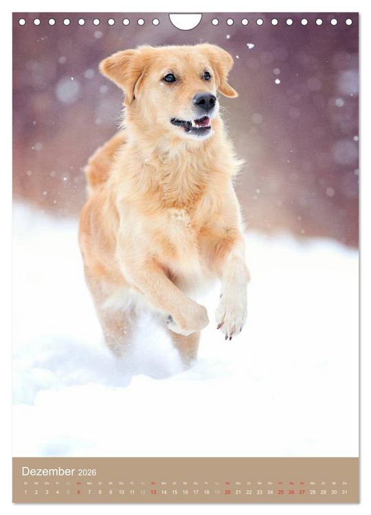 Produktbild: Golden Retriever (Wandkalender 2026 DIN A4 hoch), CALVENDO Monatskalender