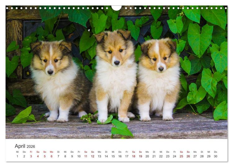 Produktbild: Shelties - Die zuckers&uuml;&szlig;en Vierbeiner. (Wandkalender 2026 DIN A3 quer), CALVENDO Monatskalender