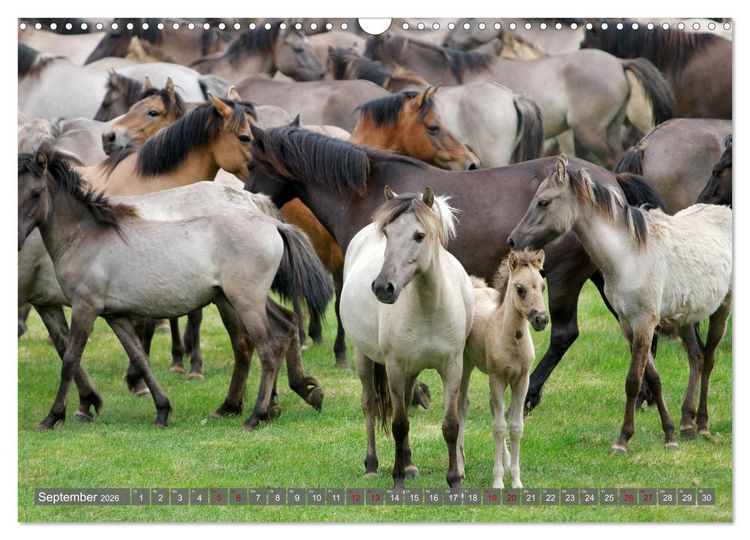 Produktbild: D&uuml;lmener Wildpferde - Wildpferde im Meerfelder Bruch (Wandkalender 2026 DIN A3 quer), CALVENDO Monatskalender