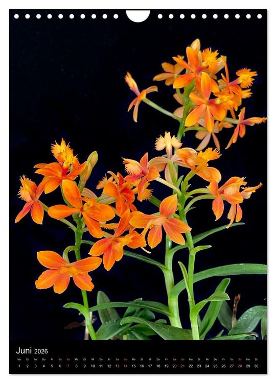 Produktbild: Orchideen - Exoten im Wohnzimmer (Wandkalender 2026 DIN A4 hoch), CALVENDO Monatskalender