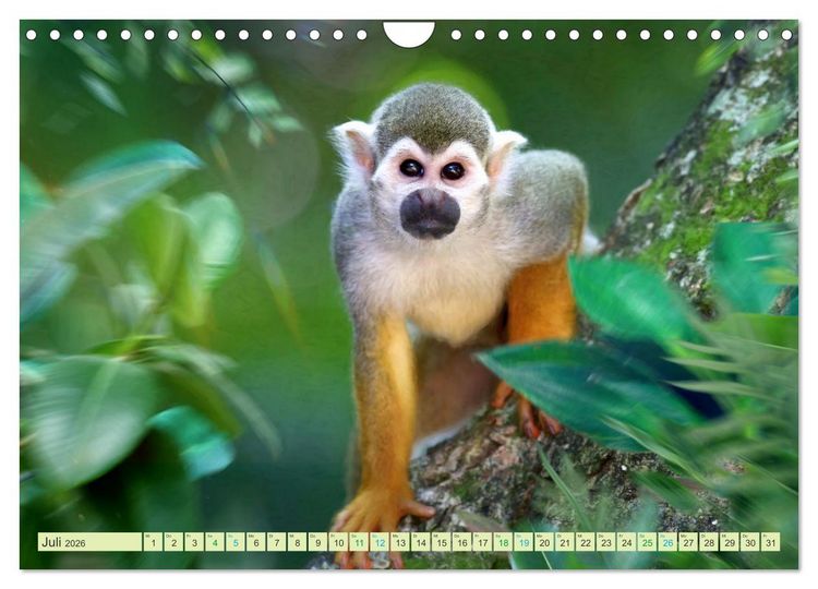 Produktbild: Hallo Dschungel - Artwork (Wandkalender 2026 DIN A4 quer), CALVENDO Monatskalender