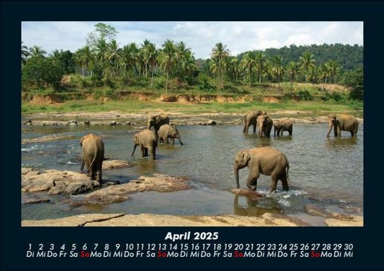 Produktbild: Welt der Tiere 2025 Fotokalender DIN A5