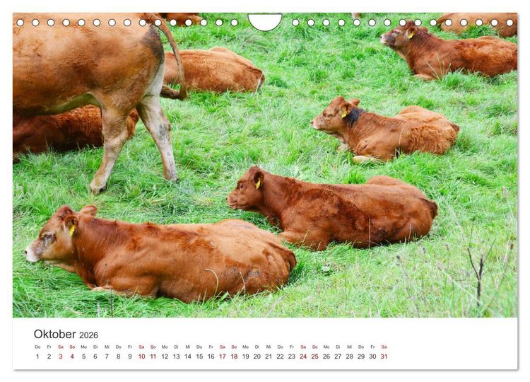 Produktbild: K&auml;lber - Kleine Herzensbrecher auf den Wiesen (Wandkalender 2026 DIN A4 quer), CALVENDO Monatskalender