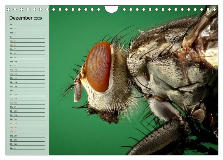 Produktbild: Die geheimnisvolle Welt der Insekten (Wandkalender 2026 DIN A4 quer), CALVENDO Monatskalender