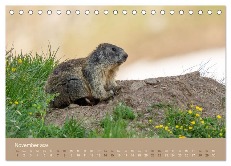 Produktbild: Jenseits der Z&auml;une (Tischkalender 2026 DIN A5 quer), CALVENDO Monatskalender