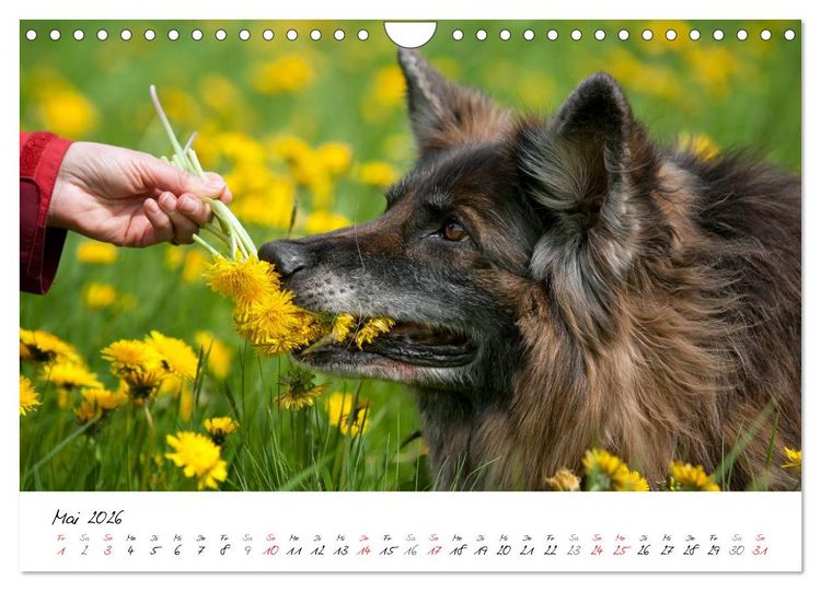 Produktbild: Zauberhafte Langhaar Sch&auml;ferhunde (Wandkalender 2026 DIN A4 quer), CALVENDO Monatskalender