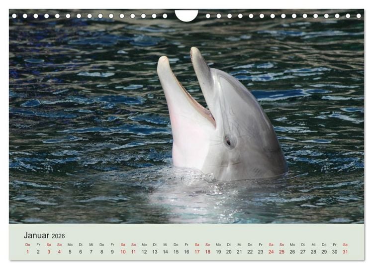 Produktbild: Die Welt der Delphine (Wandkalender 2026 DIN A4 quer), CALVENDO Monatskalender