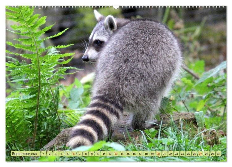 Produktbild: Der Waschb&auml;r - Der Maskentr&auml;ger in unseren W&auml;ldern (Wandkalender 2026 DIN A2 quer), CALVENDO Monatskalender