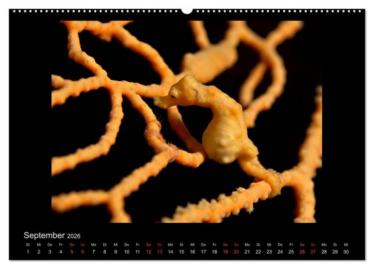 Produktbild: Ocean-Art / CH-Version (Wandkalender 2026 DIN A2 quer), CALVENDO Monatskalender