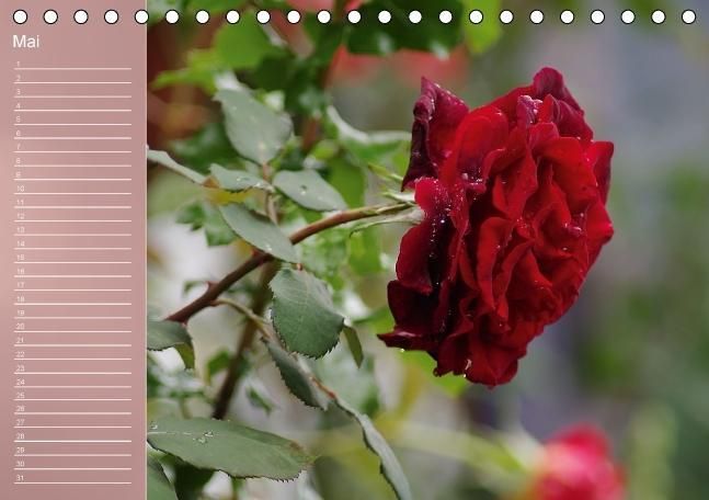 Produktbild: Zarte Sch&ouml;nheiten - Rosen (Tischkalender immerw&auml;hrend DIN A5 quer)