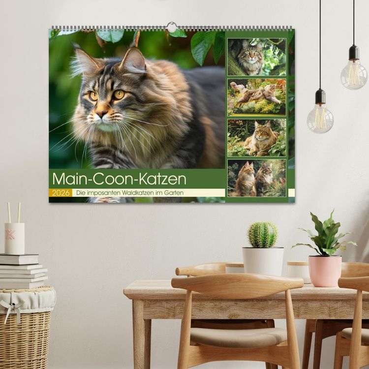 Produktbild: Main-Coon-Katzen. Die imposanten Waldkatzen im Garten (Wandkalender 2026 DIN A2 quer), CALVENDO Monatskalender
