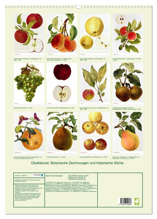 Produktbild: Obstb&auml;ume: Botanische Zeichnungen und historische Stiche (Wandkalender 2026 DIN A2 hoch), CALVENDO Monatskalender