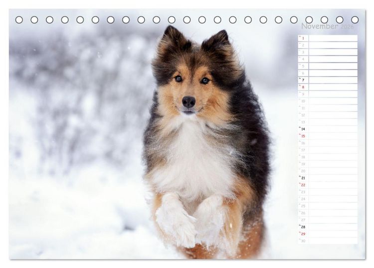 Produktbild: Shetland Sheepdogs Blacky, Anry, Mojo 2026 (Tischkalender 2026 DIN A5 quer), CALVENDO Monatskalender