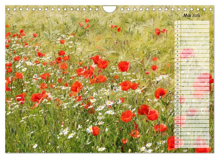 Produktbild: Klatschmohn im Feld (Wandkalender 2026 DIN A4 quer), CALVENDO Monatskalender