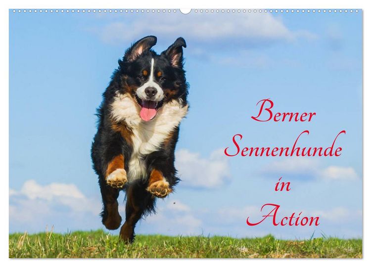 Produktbild: Berner Sennenhunde in Action (Wandkalender 2026 DIN A2 quer), CALVENDO Monatskalender