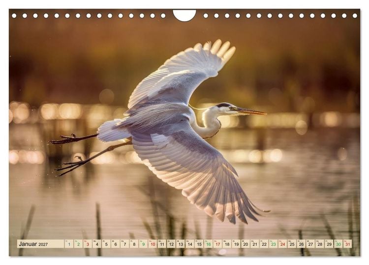 Produktbild: Silberreiher - pure Eleganz (Wandkalender 2027 DIN A4 quer), CALVENDO Monatskalender