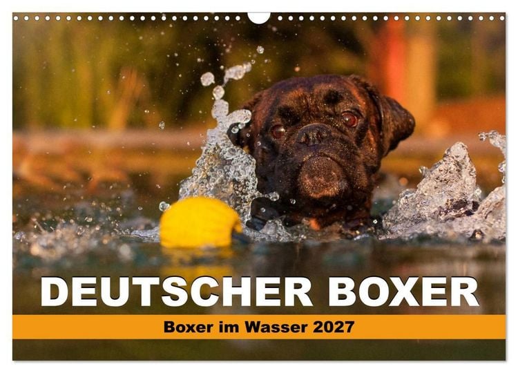Produktbild: Deutscher Boxer - Boxer im Wasser 2027 (Wandkalender 2027 DIN A3 quer), CALVENDO Monatskalender