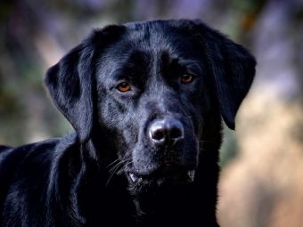 Produktbild: CALVENDO Puzzle Labrador Retriever - Treue Begleiter | 1000 Teile Lege-Gr&ouml;&szlig;e 64x48cm Foto-Puzzle f&uuml;r gl&uuml;ckliche Stunden