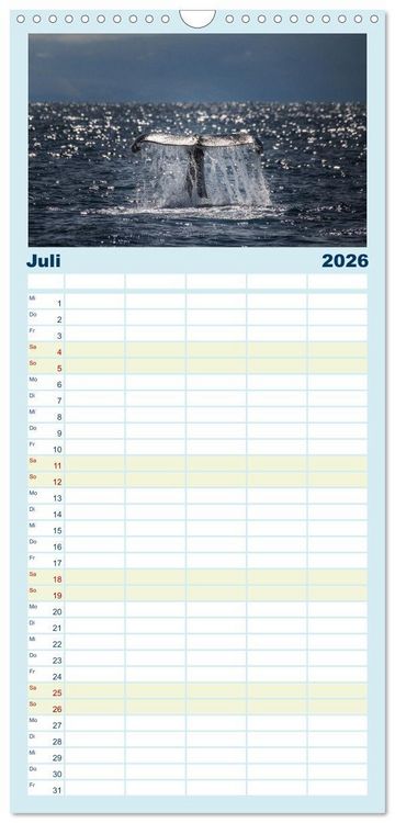 Produktbild: Familienplaner 2026 - Die Wale von Andenes mit 5 Spalten (Wandkalender, 21 x 45 cm) CALVENDO