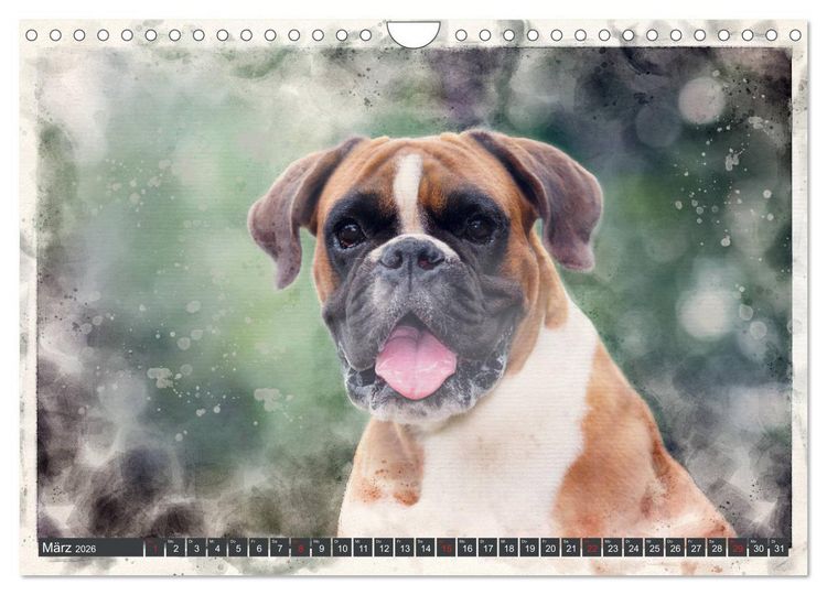 Produktbild: Boxer Photo&Kunst (Wandkalender 2026 DIN A4 quer), CALVENDO Monatskalender