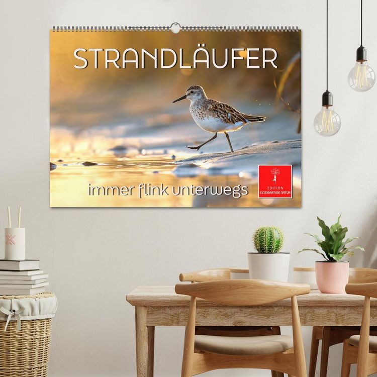 Produktbild: Strandl&auml;ufer - immer flink unterwegs (Wandkalender 2026 DIN A2 quer), CALVENDO Monatskalender