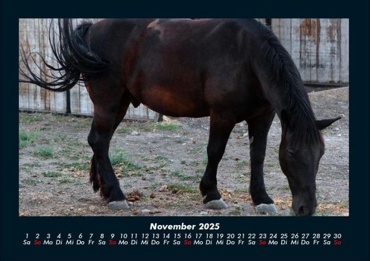 Produktbild: Pferde Kalender 2025 Fotokalender DIN A4