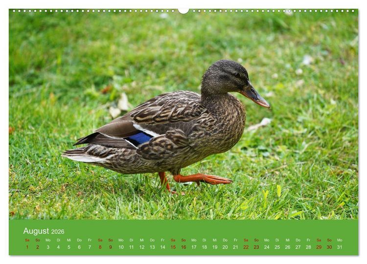 Produktbild: Faszination Enten (hochwertiger Premium Wandkalender 2026 DIN A2 quer), Kunstdruck in Hochglanz