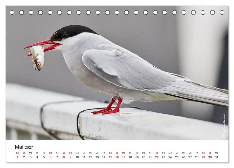 Produktbild: Halbinsel Eiderstedt - Momente der Natur (Tischkalender 2027 DIN A5 quer), CALVENDO Monatskalender