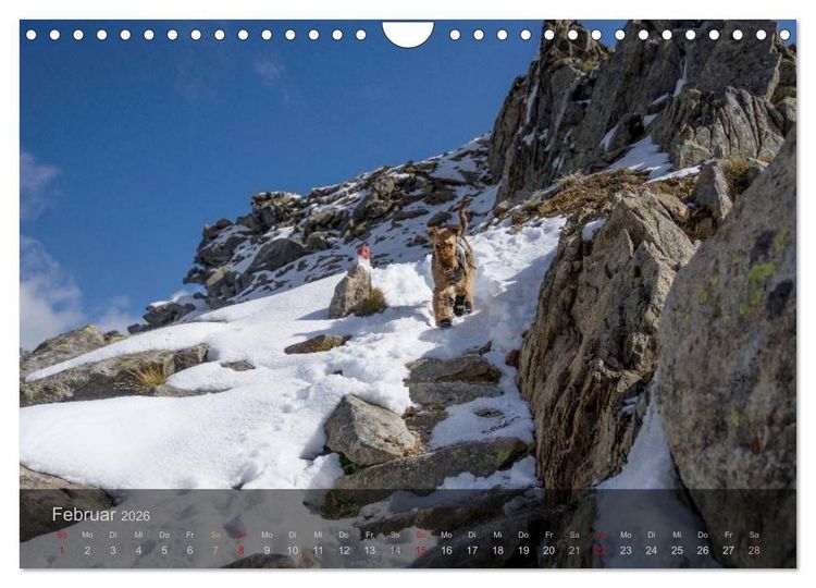 Produktbild: Der Bergdale - mit Hund im Hochgebirge (Wandkalender 2026 DIN A4 quer), CALVENDO Monatskalender
