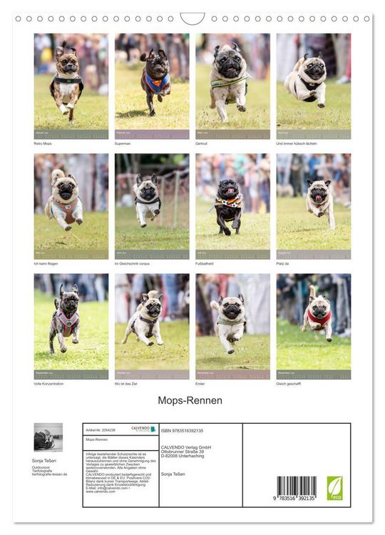 Produktbild: Mops-Rennen (Wandkalender 2026 DIN A3 hoch), CALVENDO Monatskalender