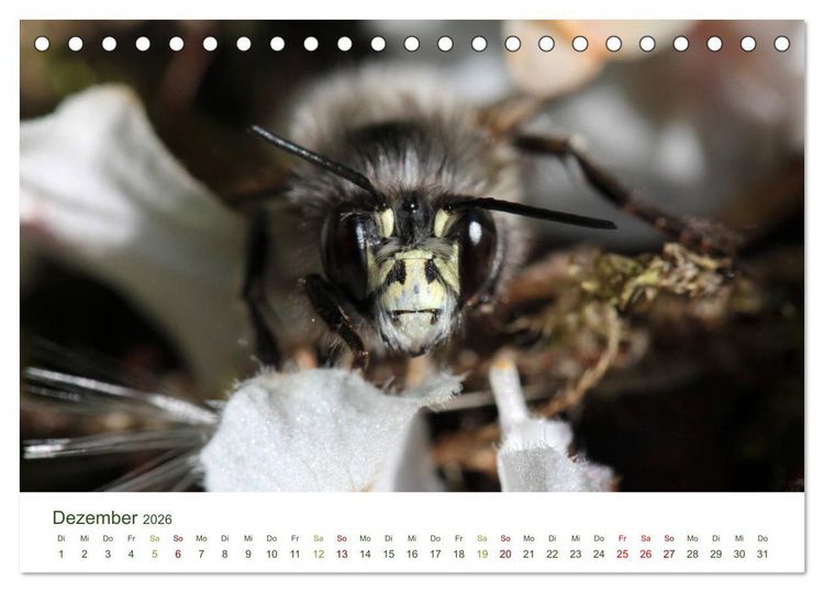 Produktbild: Wildbienen im Garten (Tischkalender 2026 DIN A5 quer), CALVENDO Monatskalender
