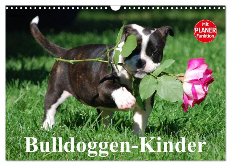 Produktbild: Bulldoggen-Kinder (Wandkalender 2026 DIN A3 quer), CALVENDO Monatskalender