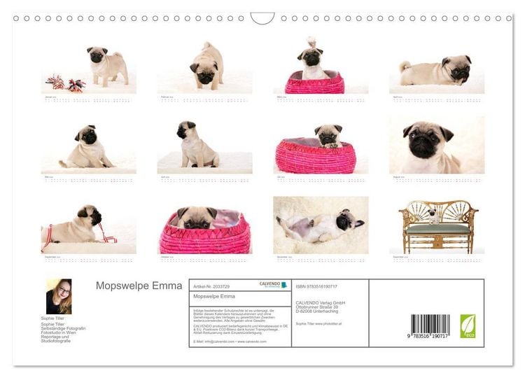 Produktbild: Mopswelpe Emma (Wandkalender 2026 DIN A3 quer), CALVENDO Monatskalender