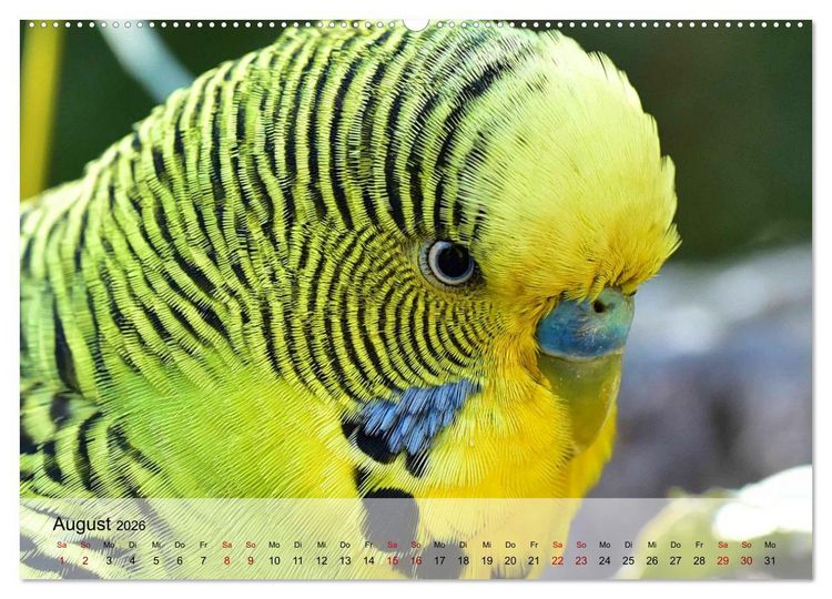 Produktbild: Wellensittiche - gesellige Freunde (hochwertiger Premium Wandkalender 2026 DIN A2 quer), Kunstdruck in Hochglanz