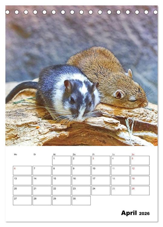 Produktbild: Mongolische Rennm&auml;use (Tischkalender 2026 DIN A5 hoch), CALVENDO Monatskalender