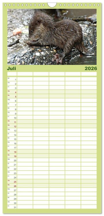 Produktbild: Familienplaner 2026 - Kleine Schelme - Tierbabys mit 5 Spalten (Wandkalender, 21 x 45 cm) CALVENDO