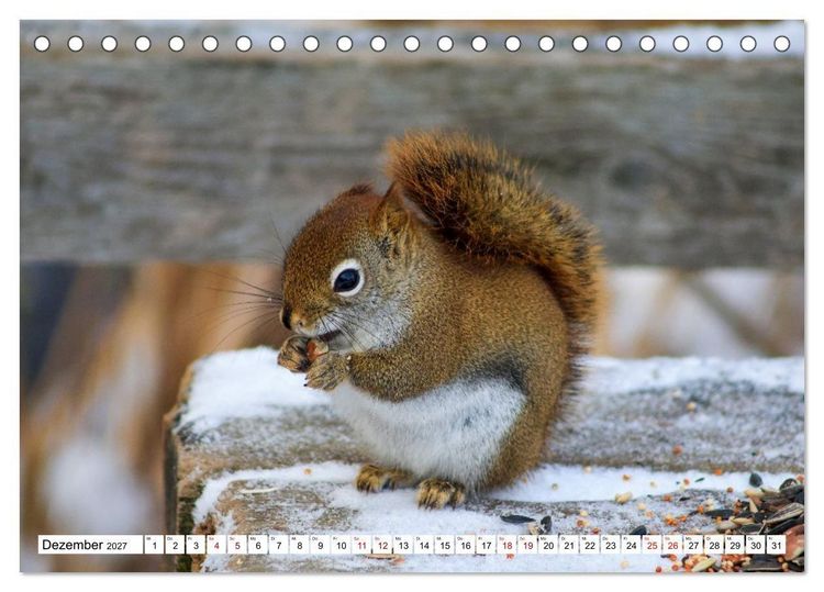 Produktbild: Eichh&ouml;rnchen - Kleine Tiere mit gro&szlig;em Charakter (Tischkalender 2027 DIN A5 quer), CALVENDO Monatskalender