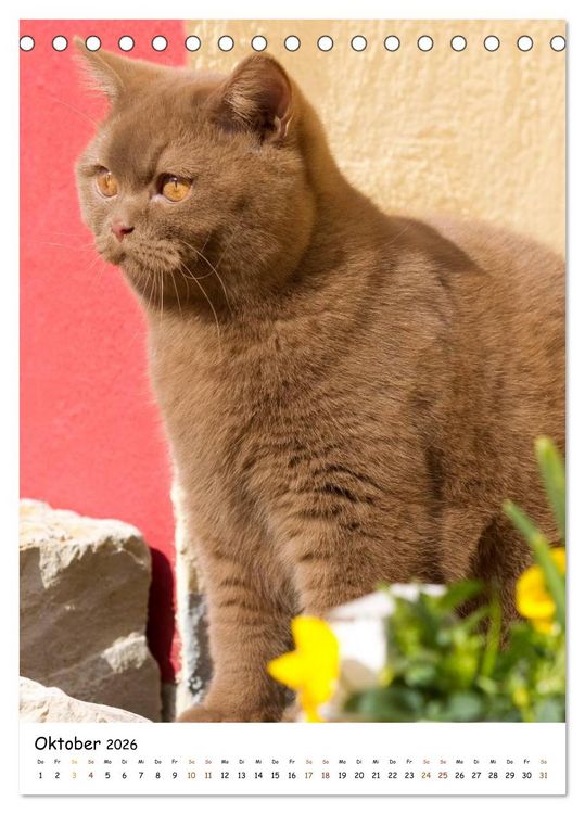 Produktbild: bezaubernde Britisch Kurzhaar Katzen (Tischkalender 2026 DIN A5 hoch), CALVENDO Monatskalender