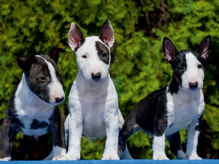 Produktbild: CALVENDO Puzzle Bullterrier | 1000 Teile Lege-Gr&ouml;&szlig;e 64x48cm Foto-Puzzle f&uuml;r gl&uuml;ckliche Stunden
