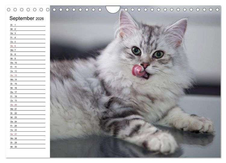 Produktbild: Bezaubernde Rassekatzen (Wandkalender 2026 DIN A4 quer), CALVENDO Monatskalender