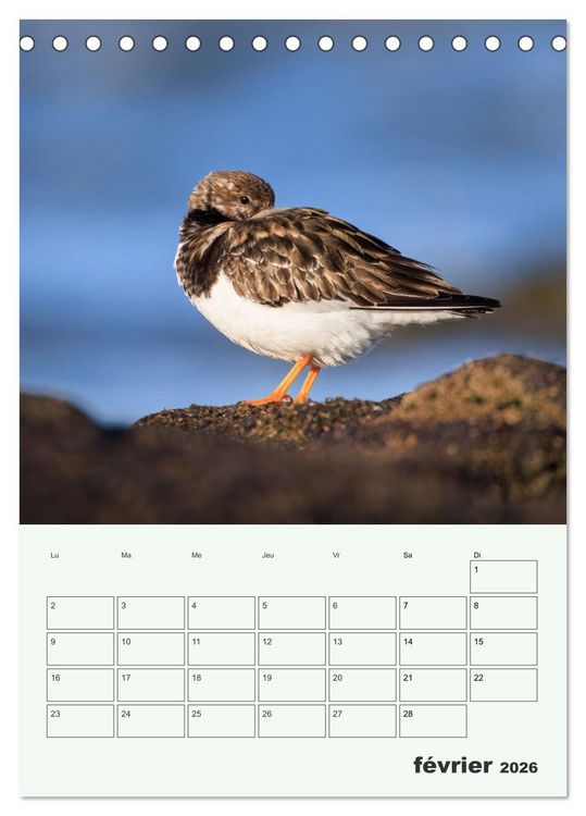 Produktbild: Le monde intime des oiseaux (Calendrier de bureau 2026 DIN A5 horizontal), CALVENDO calendrier mensuel