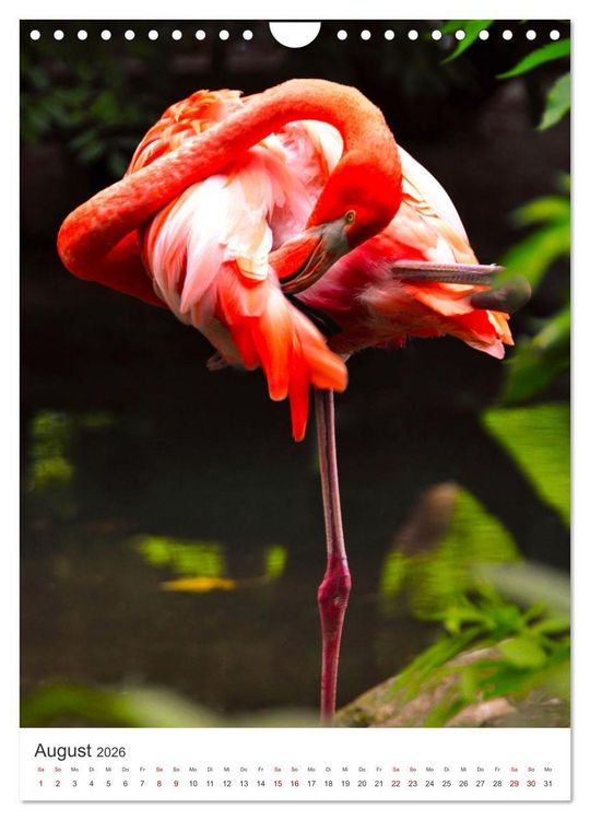 Produktbild: Flamingos in rosa Federpracht. (Wandkalender 2026 DIN A4 hoch), CALVENDO Monatskalender