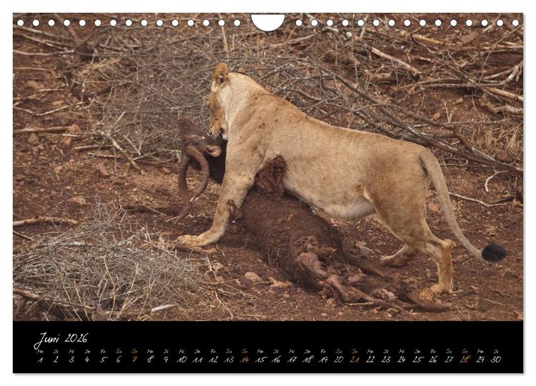 Produktbild: Wilde L&ouml;wen (Wandkalender 2026 DIN A4 quer), CALVENDO Monatskalender