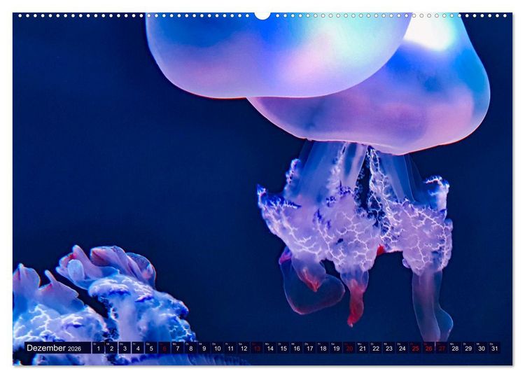 Produktbild: In der Welt der Medusen (Wandkalender 2026 DIN A2 quer), CALVENDO Monatskalender