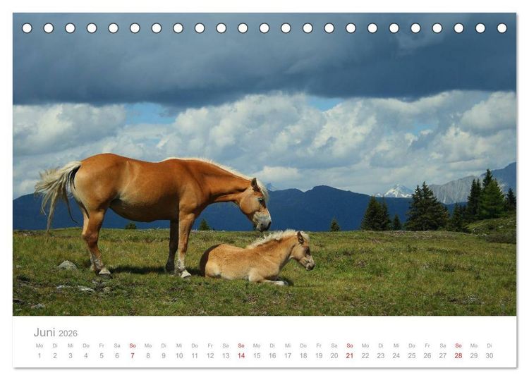 Produktbild: Pferde - Hobby und Leidenschaft (Tischkalender 2026 DIN A5 quer), CALVENDO Monatskalender